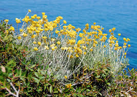 Image result for Helichrysum brassii