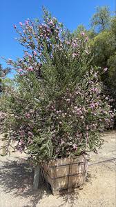 Image result for Melaleuca