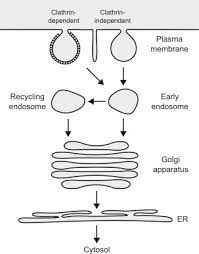 Shiga Like Toxin An Overview Sciencedirect Topics