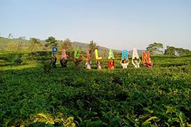 Namun dengan pemandangan yang dimilikinya, tempat ini pun akhirnya juga dijadikan sebagai agrowisata wilayah jawa timur. 5 Kebun Teh Yang Siap Bikin Liburan Lebih Asyik Halaman All Kompas Com