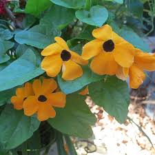 Image result for Thunbergia reticulata