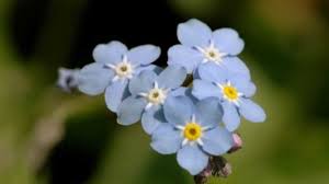 => germano reale asparago selvatico loc.s.m. Fiori Azzurri Elenco E Foto Idee Green