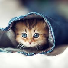 Caes E Gatos Mais Fofos Do Mundo Pin De Perito Animal Em Bicharada Bichinhos Fofos Gatinhos Fofos Gato Fofo