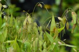 Image result for Chasmanthium latifolium