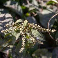 Image result for Combretum psidioides