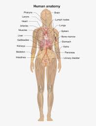 Download Female Shadow Anatomy Anatomy Coloring Book By Frank Elson Transparent Png 566x1023 Free Download On Nicepng