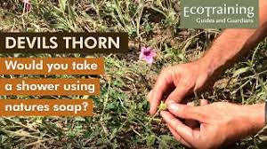 Image result for Dicerocaryum eriocarpum