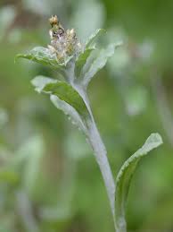 Image result for Gnidia virescens