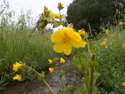 Image result for Phrymaceae