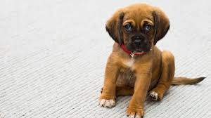 Check spelling or type a new query. Puppy Training Classes What To Expect From Signing Up