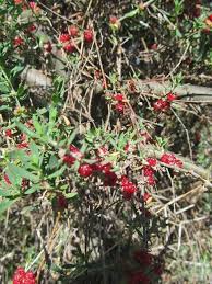 Image result for Pollichia