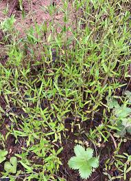 Image result for Hexasepalum flavescens