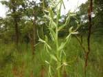 Image result for Habenaria clavata