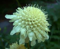 Image result for Cephalaria pungens