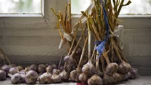 Es gibt zwei zeitpunkte, an denen du sinnvollerweise knoblauch pflanzen kannst: Knoblauch Ernten Und Den Richtigen Zeitpunkt Erkennen Gemuse Balkon