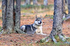 Image result for západosibiřská lajka