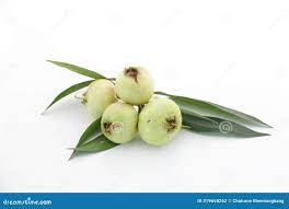 Image result for Syzygium jambos