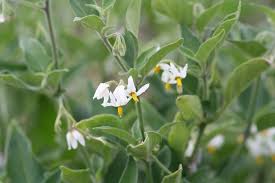 Image result for Solanum chenopodioides
