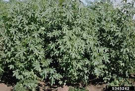 Image result for Hibiscus cannabinus