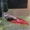 But even in sorority tanks, female bettas will fight to establish a hierarchy, which may lead to an injured or dead betta fish. 1