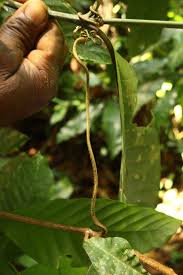 Image result for Landolphia owariensis