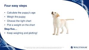 51 right dog growth chart puppy