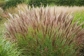 Image result for Miscanthus violaceus