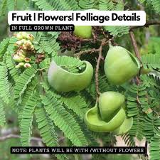 Image result for Libidibia coriaria