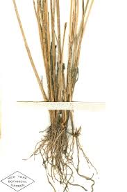 Image result for Schoenoplectiella roylei