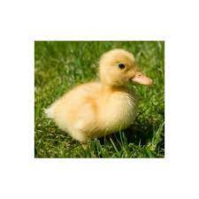 We did not find results for: Ducks For Sale Pekin Ducklings For Sale Sydney Strathfield