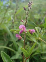 Image result for Desmodium incanum