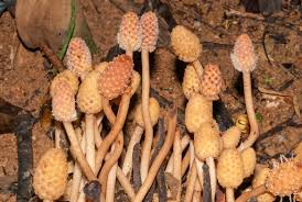 Image result for Balanophoraceae