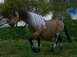 Buckskin pinto