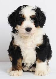 Black Bernese Mountain Dog Poodle Mix My Secret Diary Bernese Mountain Dog Poodle Cute Animals Animals