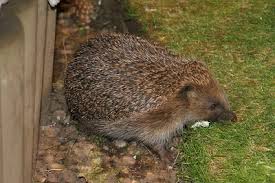 On average, hedgehogs travel over a mile a night feeding so they won't be happy trapped in one garden. Do Hedgehogs Visit Your Garden Shirls Gardenwatch