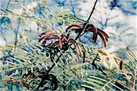 Image result for Mimosa pigra