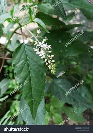 Image result for Petiveriaceae