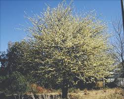 Image result for Albizia anthelmintica