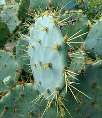 How to remove cactus needles. Prickly Pear Encounters Removing Glochids Laidback Gardener