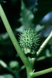 Image result for Datura stramonium