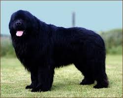 Big Black Brown White Dog Newfoundland Dog Posters Big Dogs Dog Breeds Newfoundland Puppies