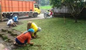 Sebenarnya ini adalah cara yang kami praktikkan supaya rumput tiruan. 5 Cara Menanam Rumput Jepang Agar Tumbuh Dengan Baik Ilmubudidaya Com