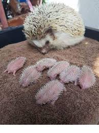 This Hedgehog Mom Has The Cutest Expression As She Watches Her Hoglets Yavru Kirpi Komik Hayvanlar Hayvan Resimleri