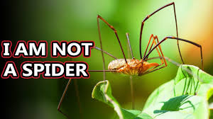 Harvestmen are quickly separated from their legs, which seem designed to fall off. Opiliones Facts They Re Also Known As Daddy Long Legs Animal Fact Files Youtube