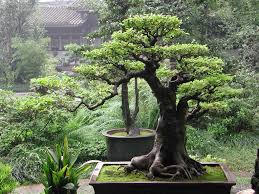 In addition to the sale of bonsai, we also offer. 20 Inspiration Bonsai Tree Houston Tx Pink Wool