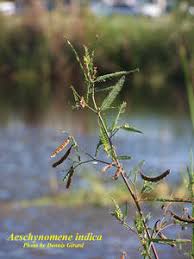 Image result for Aeschynomene indica