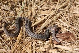 Common Gartersnakes Giving Birth Naturally Curious With Mary Holland