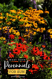 Plant narcissus in large drifts of 10 or more for best effect. The Best Perennials For Sun Garden Therapy