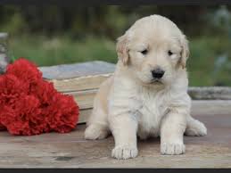 Virginia law allows puppies to be picked up as early as 7 that is another reason why we would not register this litter with the american kennel club (akc). Golden Retrievers Lemhi Puppies