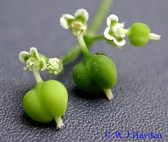 Image result for Euphorbia graminea